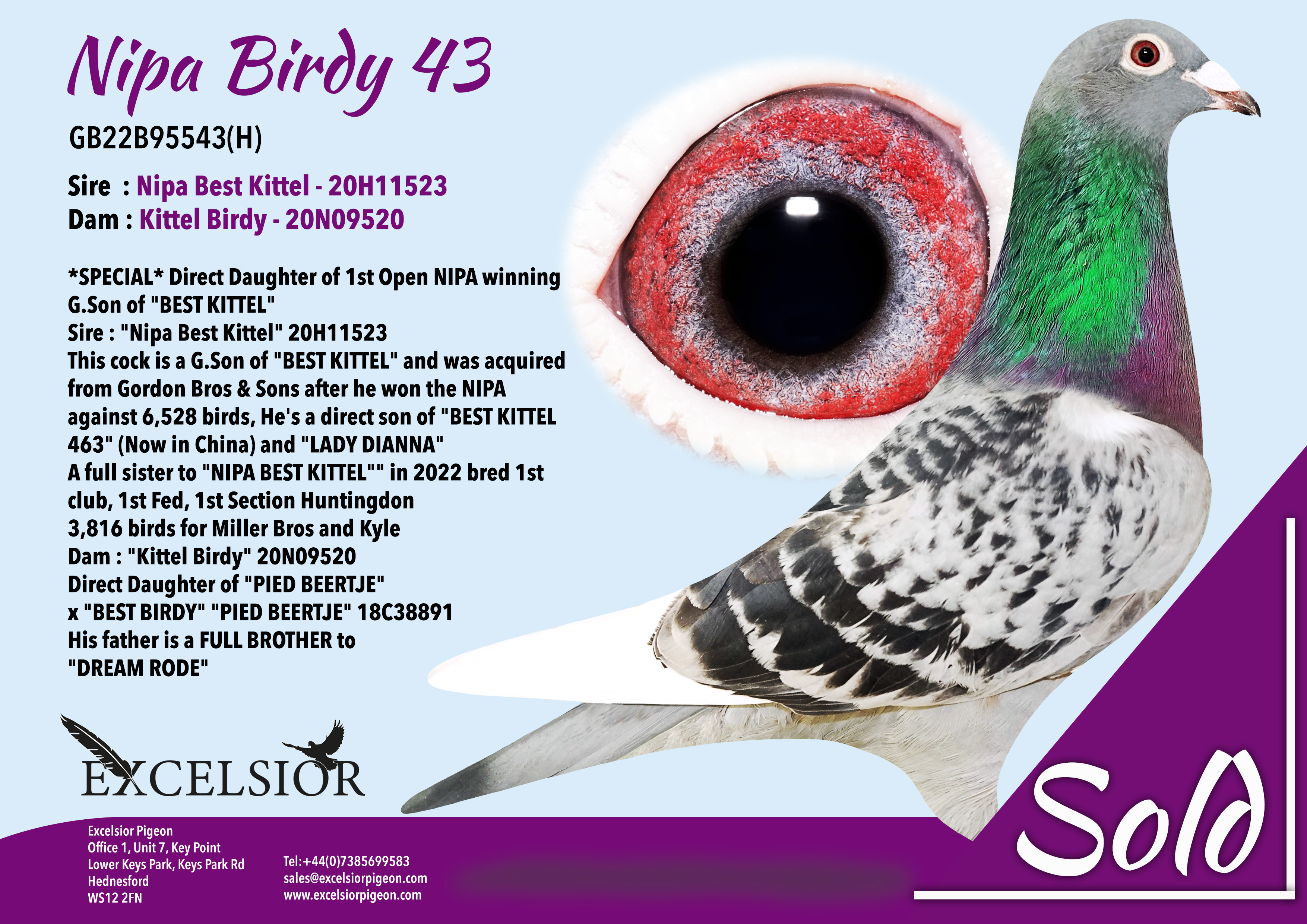 nipa-birdy-43-gb22b95543