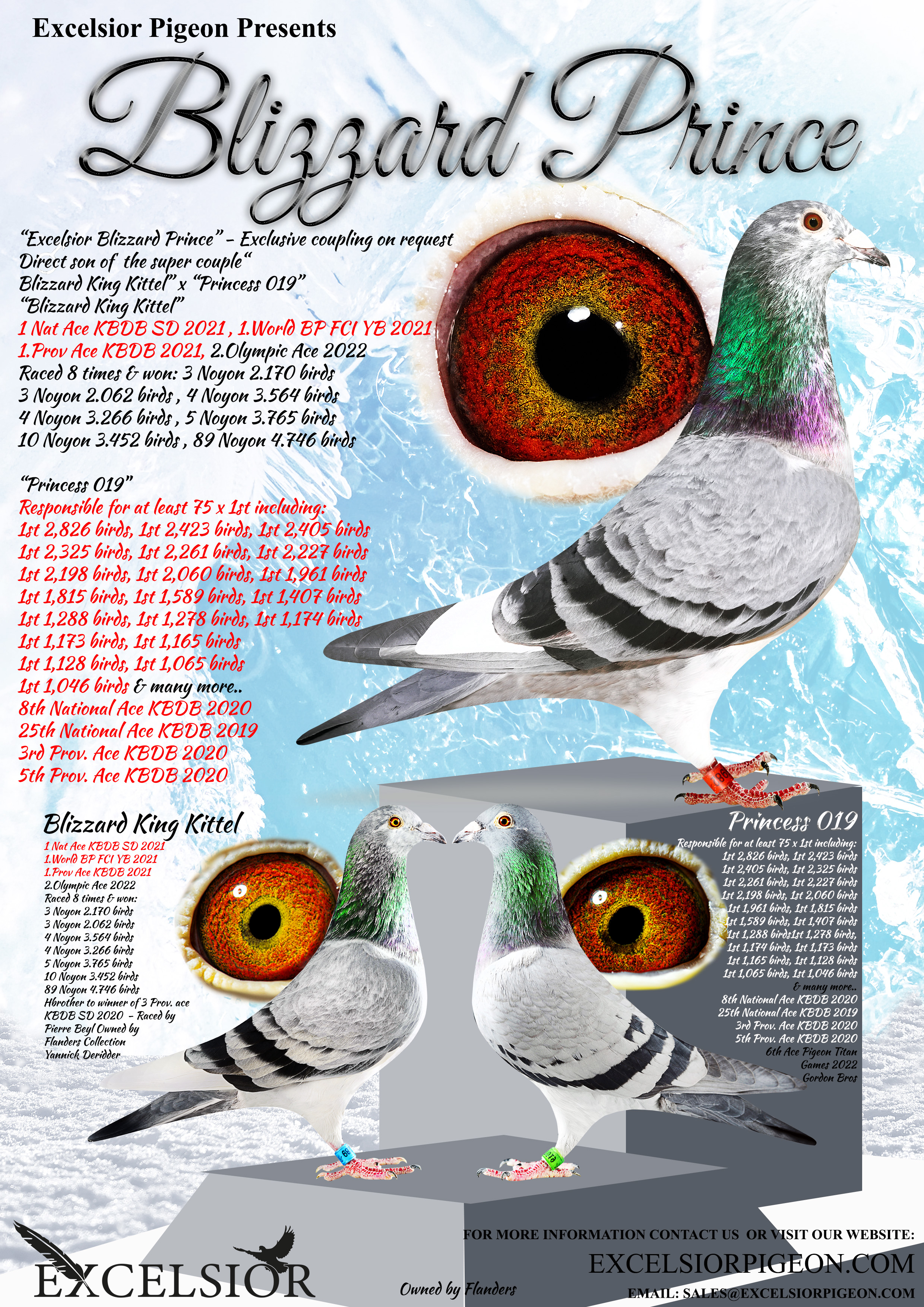 Excelsior Pigeon Breeding Stud strengthen there KBDB Nat Ace Speed bloodlines (Part ii)