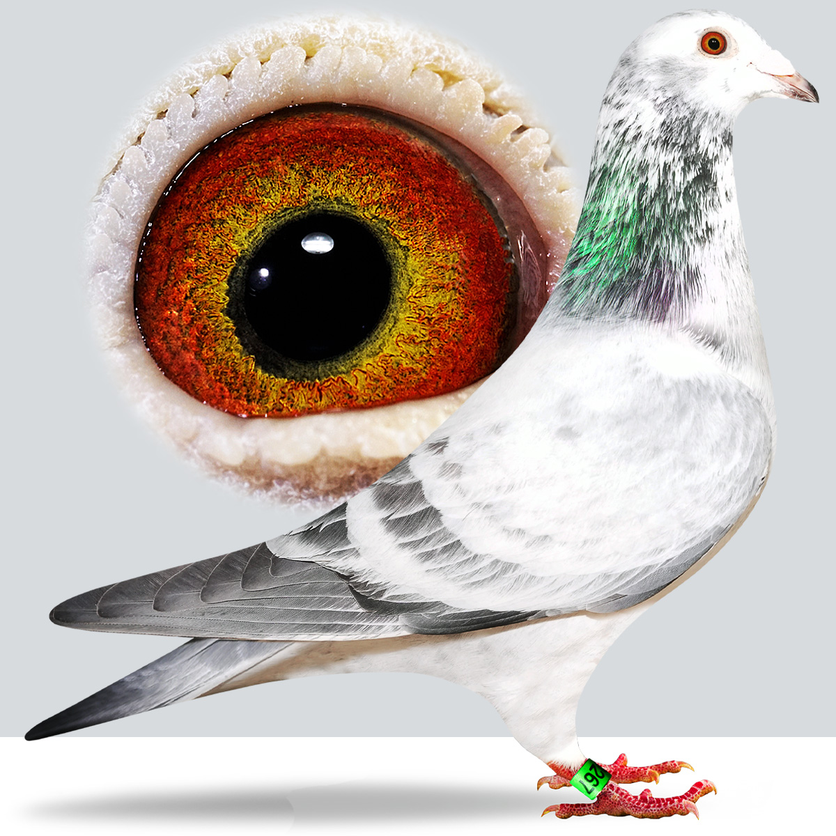 STORM-KITTEL-BREEDER-IMAGE.jpg