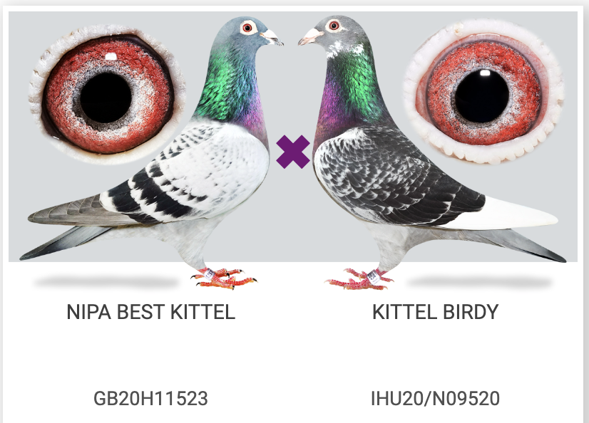 NIPA BEST KITTEL x KITTEL BIRDY - RESPONSIBLE FOR DOUBLE VICTORY JOY