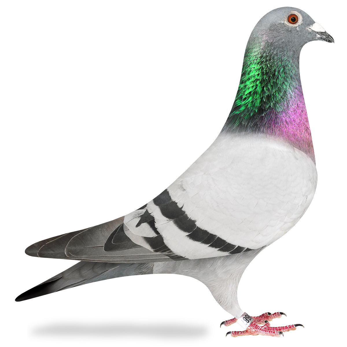 phpq2ETBJ