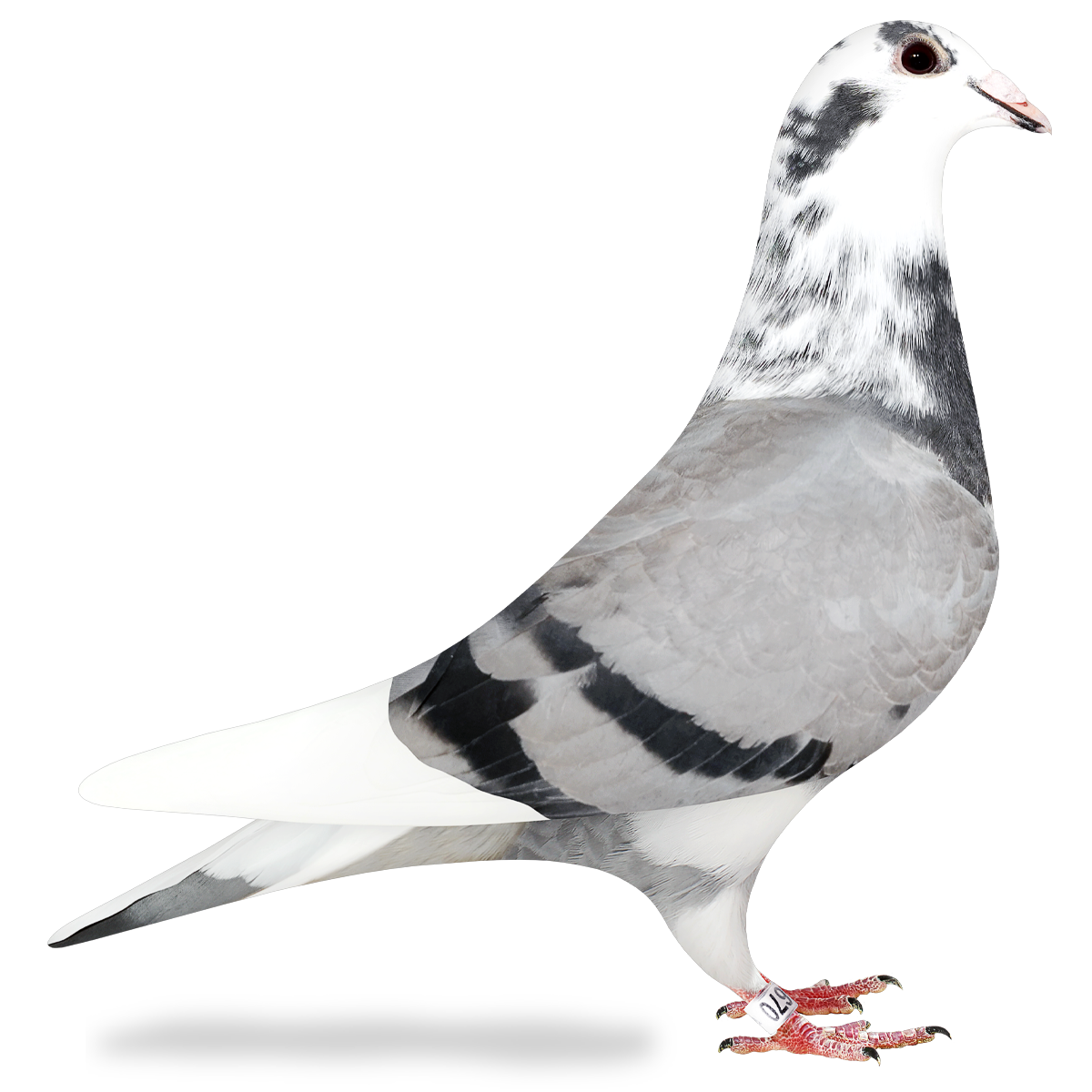 Pigeon ポチット POCHItto Pochitto Push Button Stamp by Kodomo no Kao - Tokyo Pen Shop