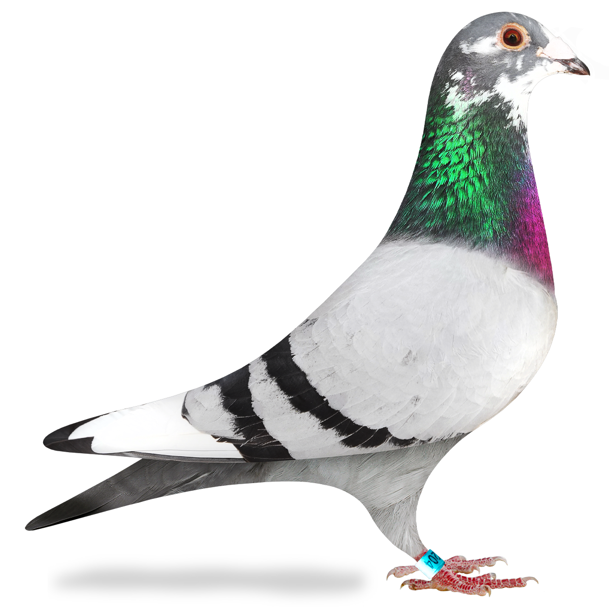 イニエスタ　CAPITTEN ONE 888 LIMITED Edition CAPITTEN ONE 888 Limited Edition - Capitten